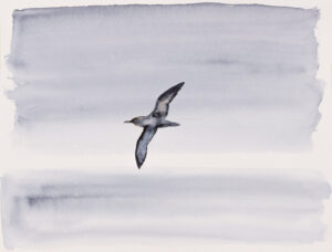 Shearwater Cornwall 2