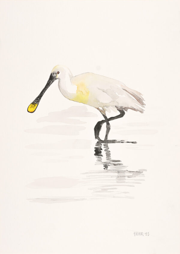 Spoonbill