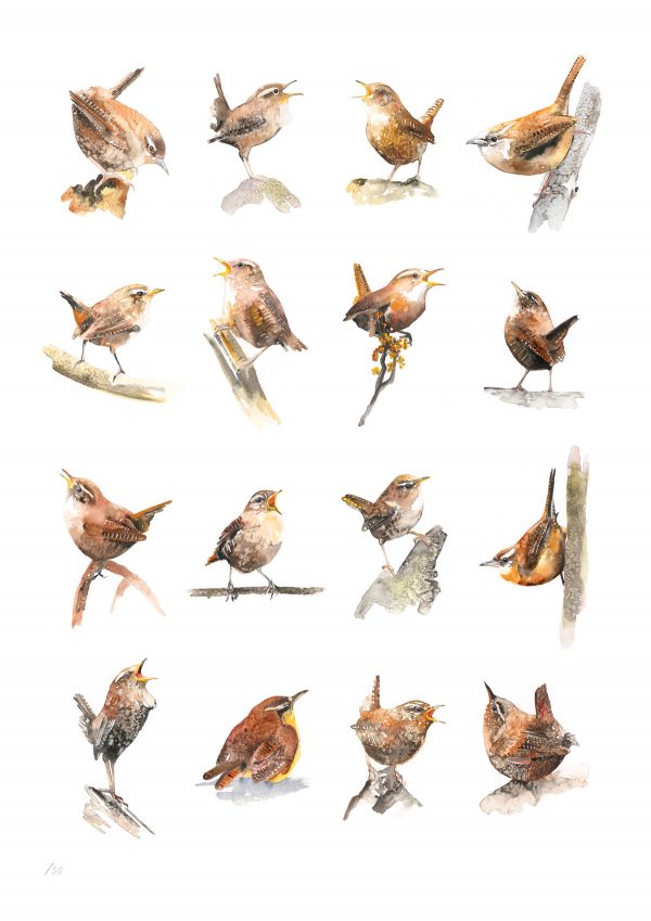 16 Wrens