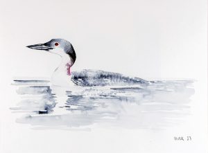 Great Northern Diver
