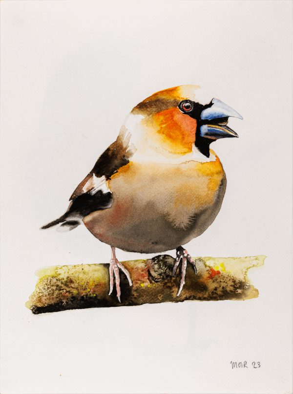 Hawfinch