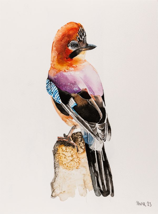 Jay