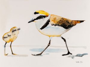 Kentish Plover