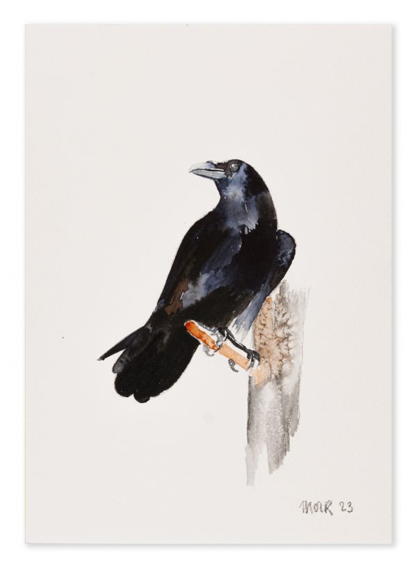 Raven 3