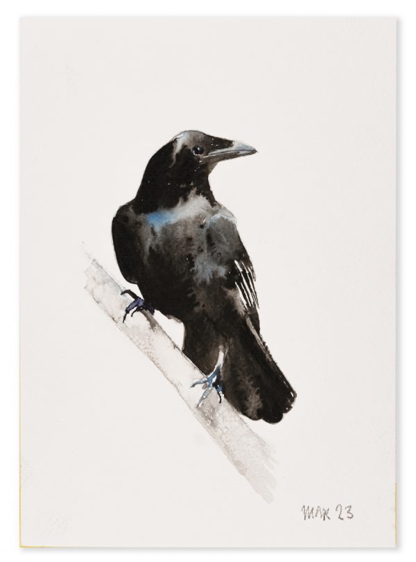 Raven (A5) 5