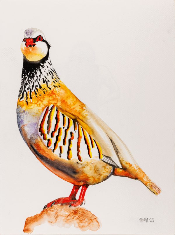Red Legged Partridge