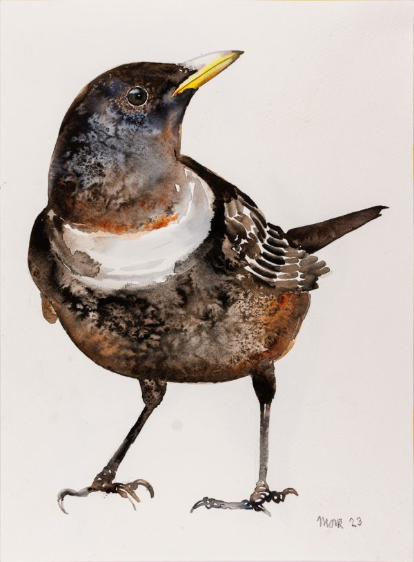 Ring Ouzel