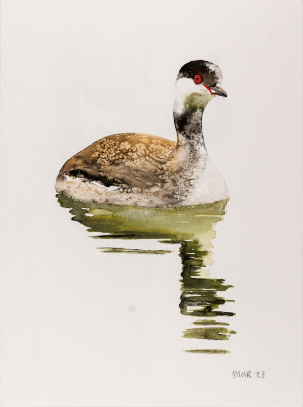 Slavonian Grebe
