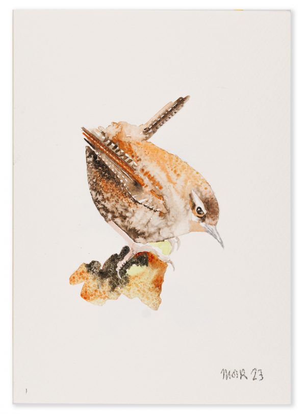 Wren 1