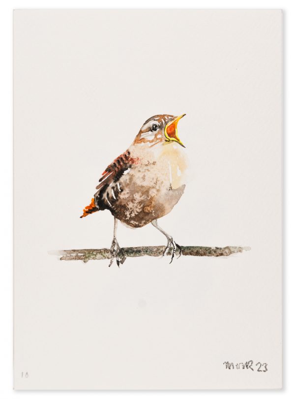 Wren 10