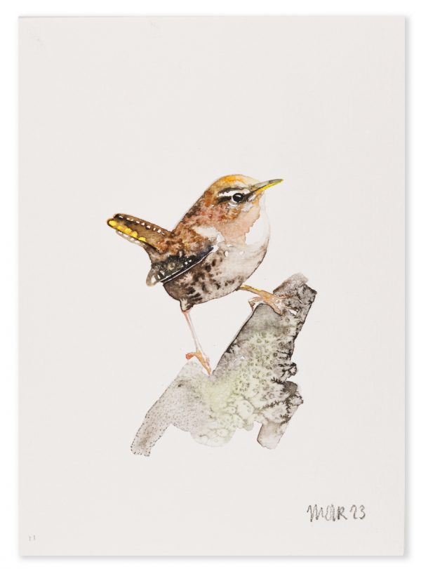 Wren 11