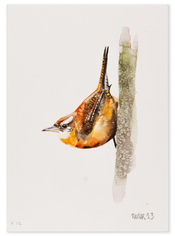 Wren 12