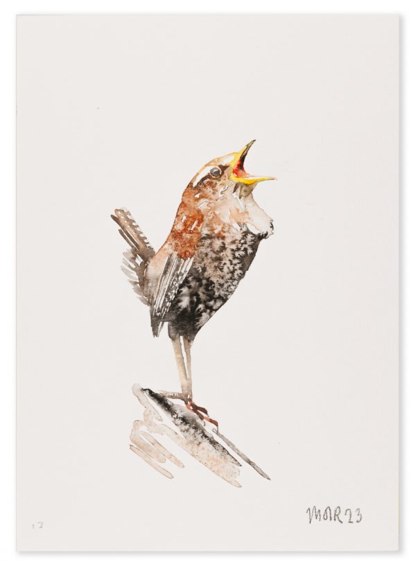Wren 13