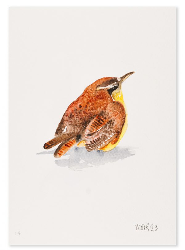 Wren 14