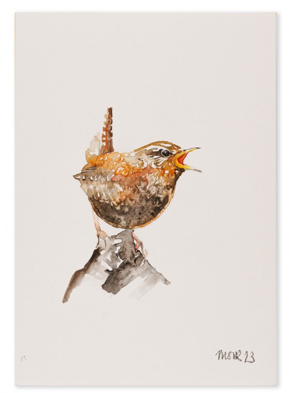 Wren 15