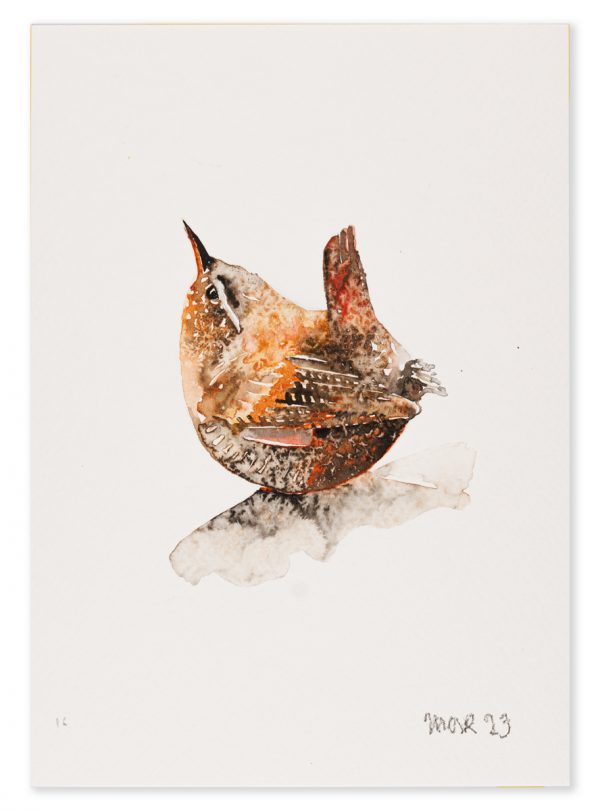 Wren 16