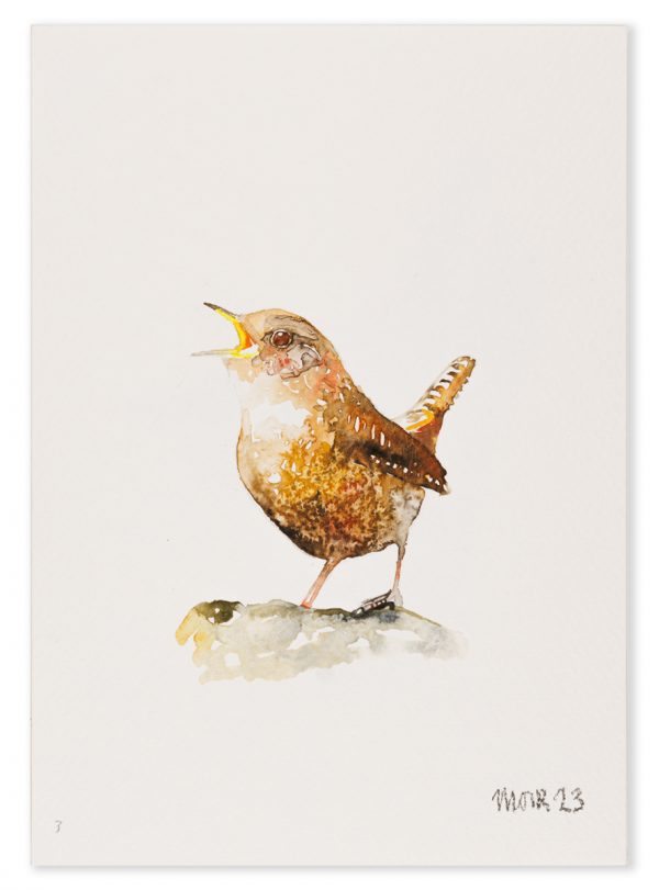 Wren 3
