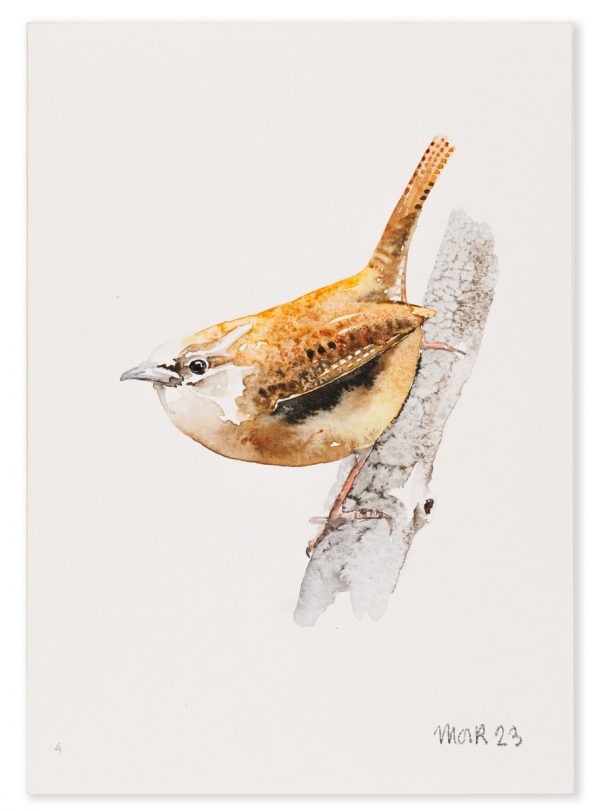 Wren 4