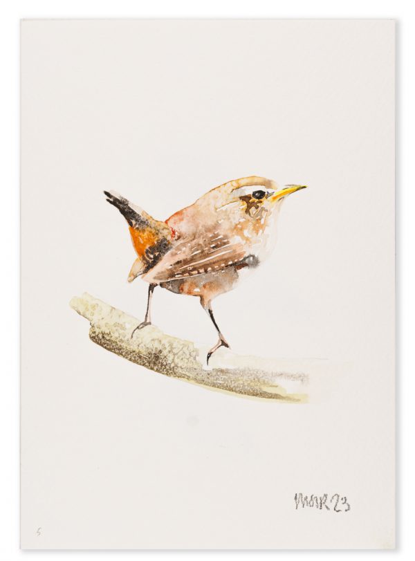Wren 5