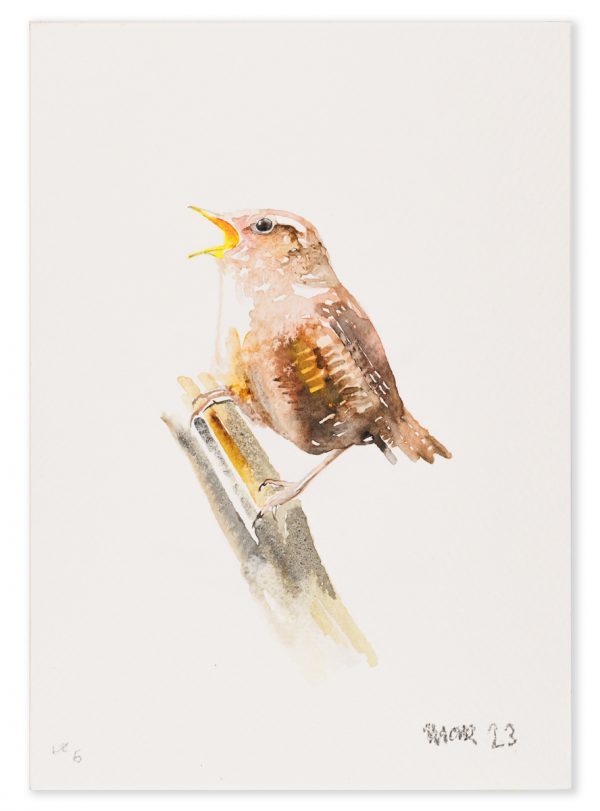Wren 6