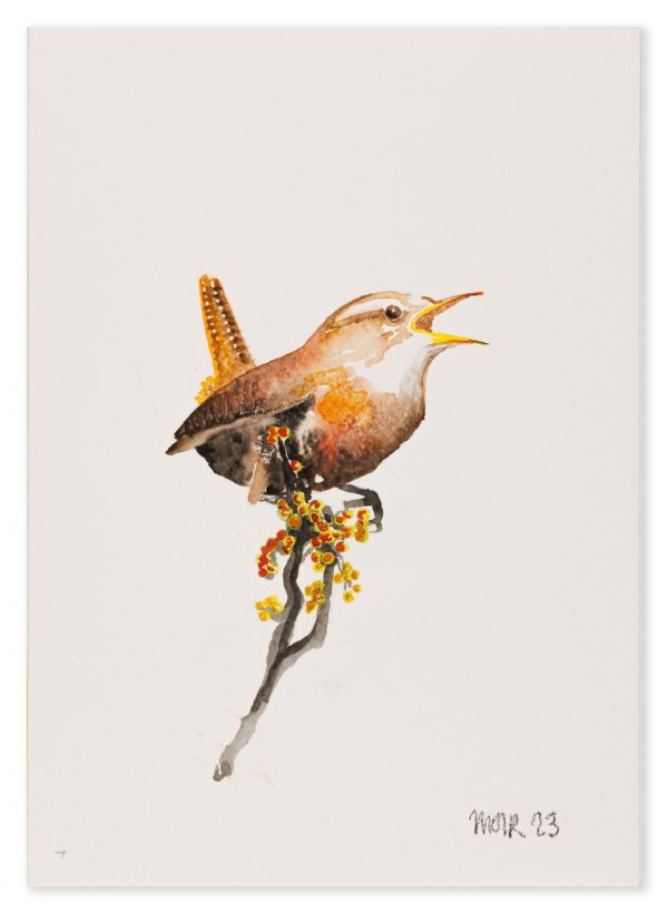 Wren 7