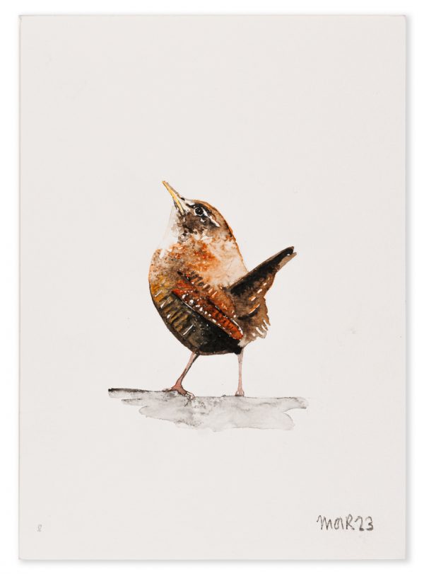 Wren 8