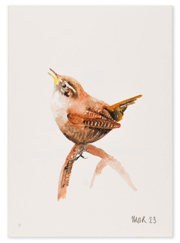 Wren 9