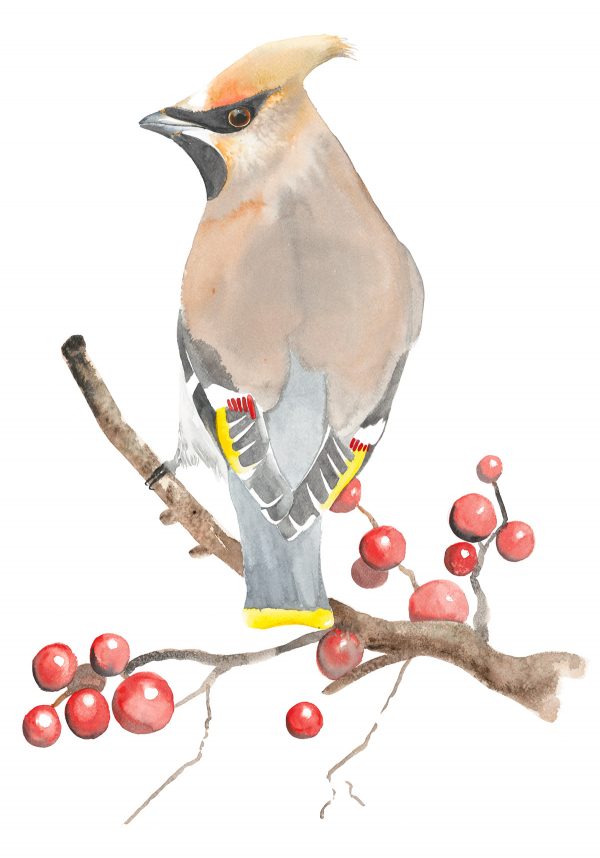 Waxwing