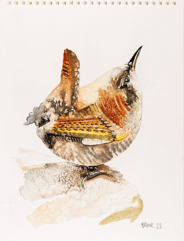 Wren (Original)