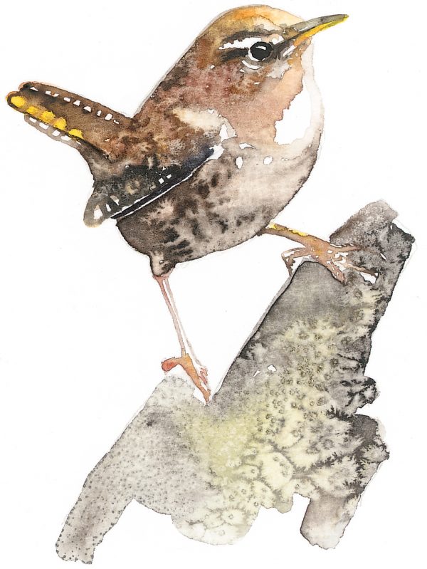 Wren on a Branch