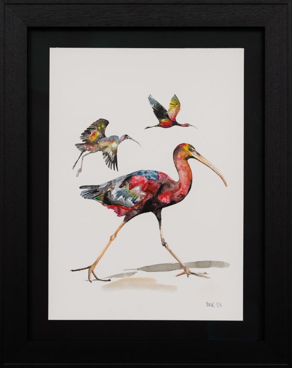 Glossy Ibis Original