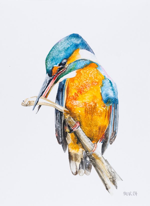 Kingfisher Original