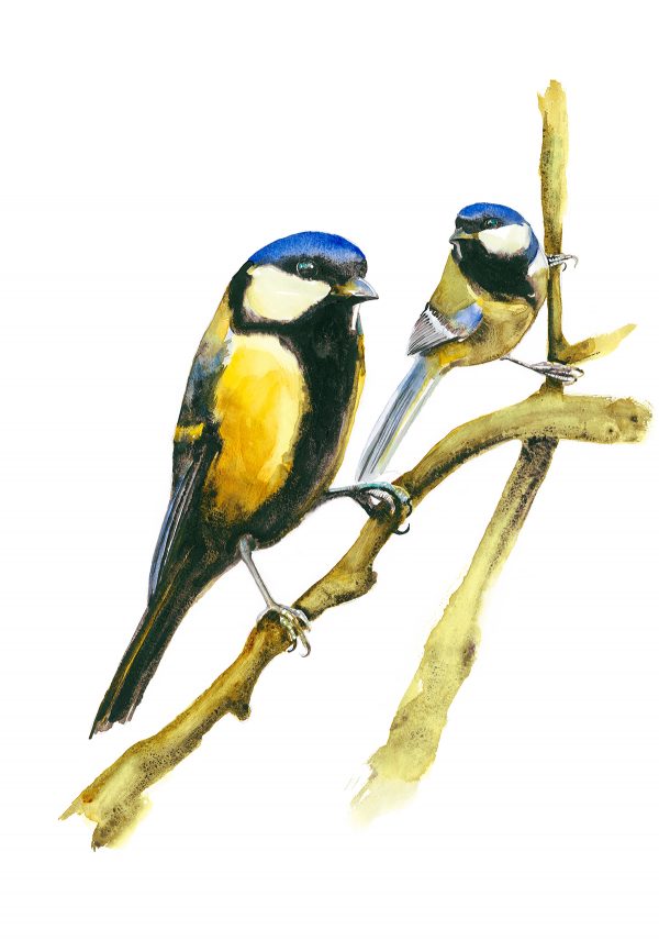 Pair of Great Tits