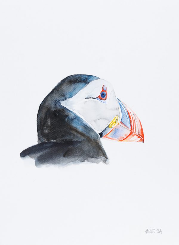 Puffin