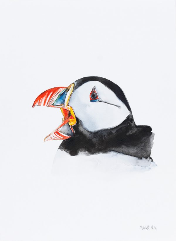 Puffin