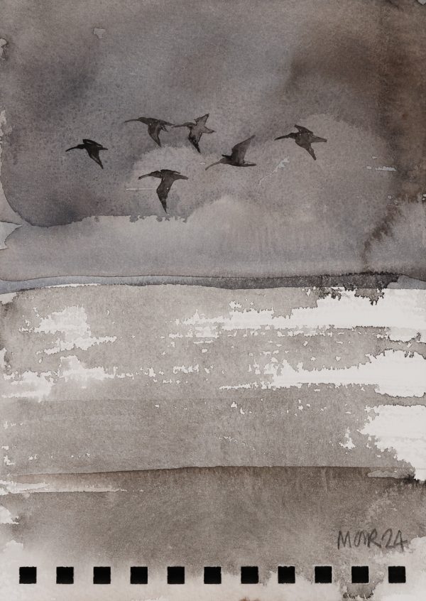 Shearwater 1