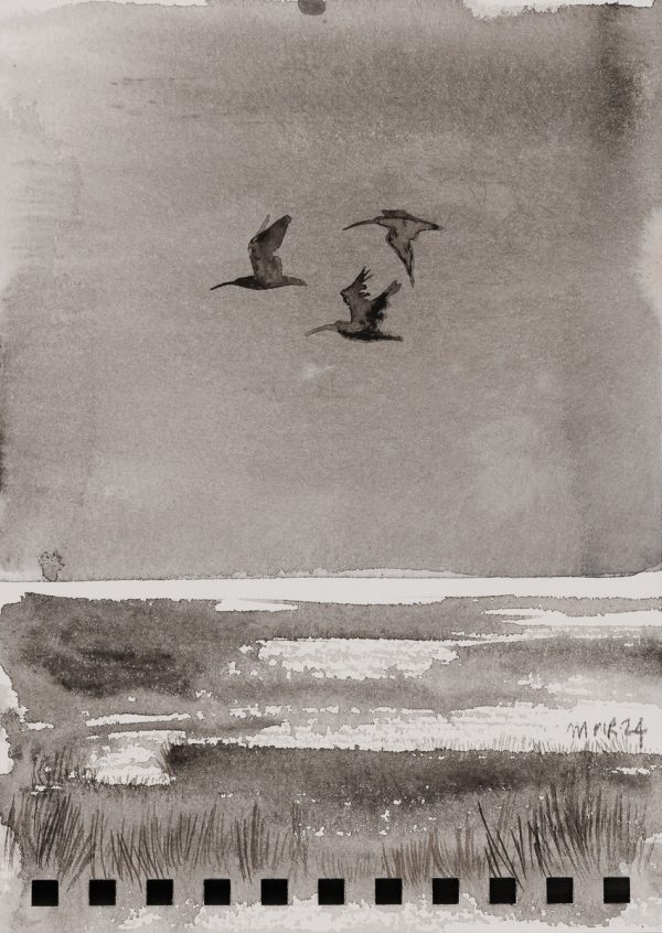 Shearwater 2