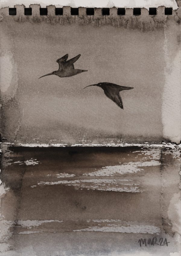 Shearwater 3