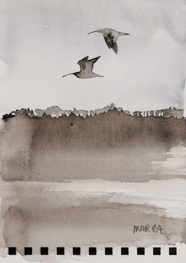 Curlews 4