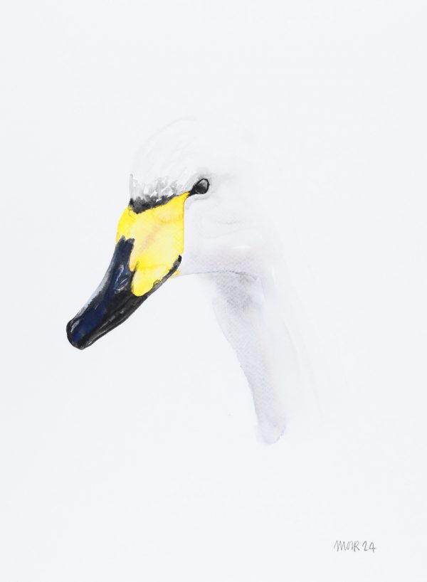 Whooper