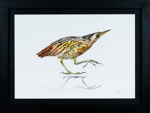 Bittern on ice