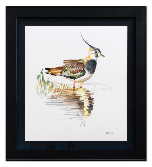 Lapwing at Elmley