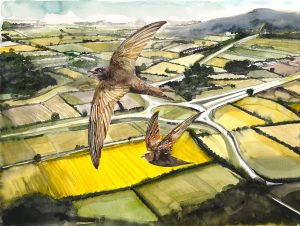 Swifts Over the Motorway