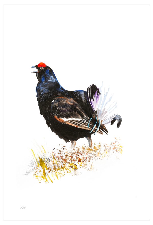 Black Grouse - Limited Edition Print