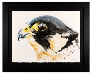 Peregrine Falcon - Reference Artwork
