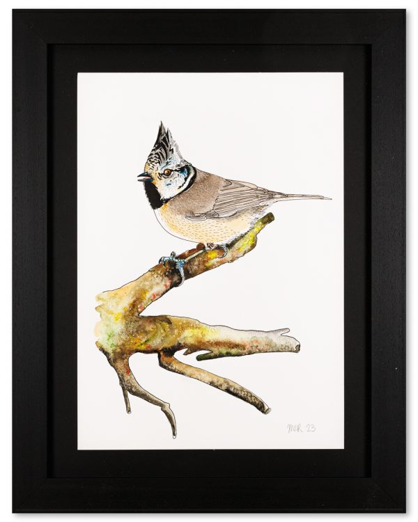 Crested Tit - Painted on Painting Birds
