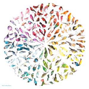 Bird Colour Wheel - Royal Academy AP Edition
