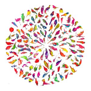 Day Glo Bird Colour Wheel - Large
