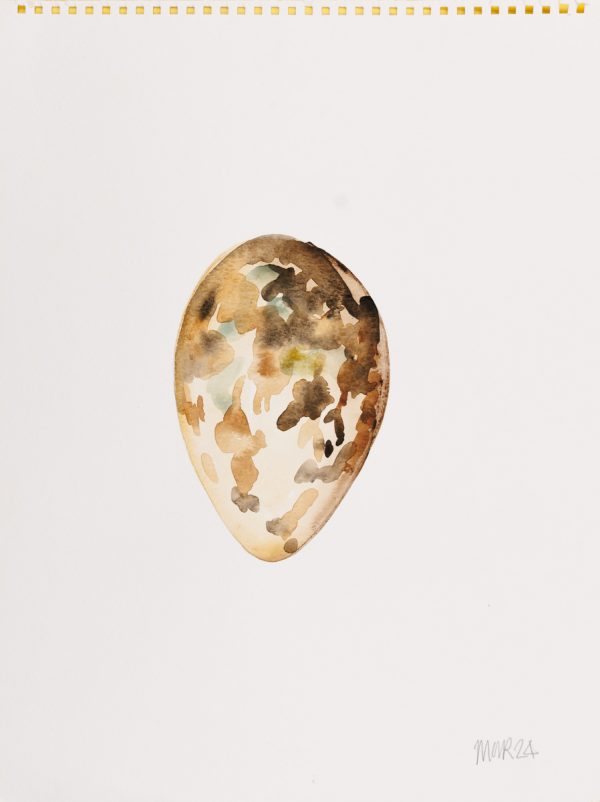 Little Tern Egg