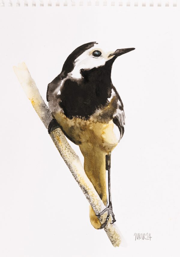 White Wagtail